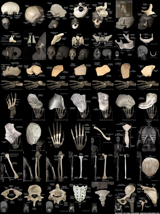 Human bones wall chart