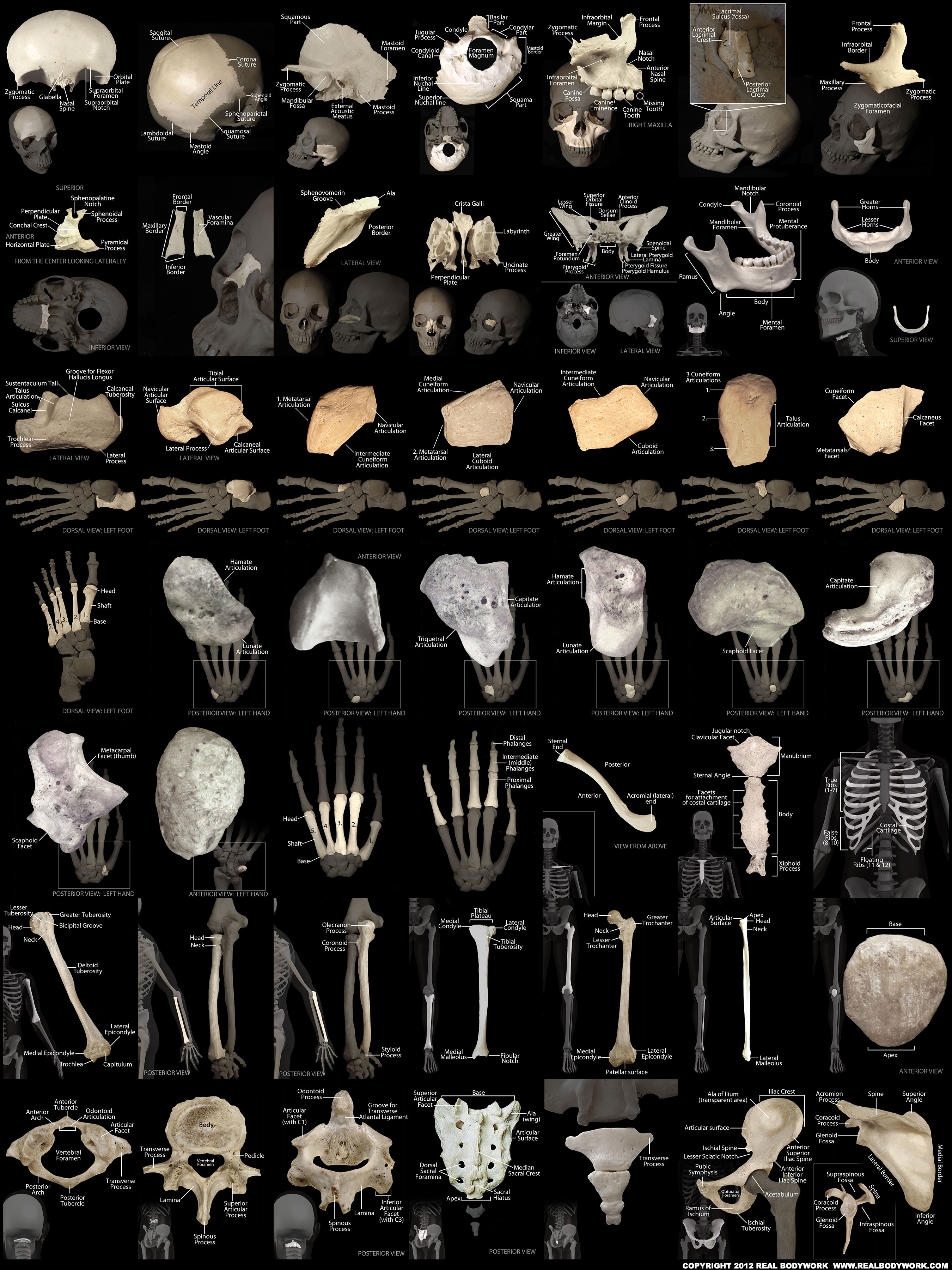 Anatomy of the human bones Real Bodywork