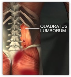 Quadratus Lumborum muscles