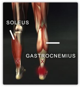 Soleus and gastrocnemius muscles