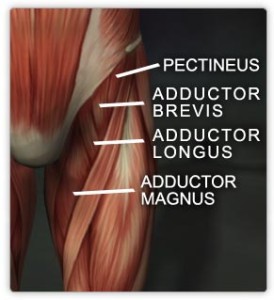 Adductor muscles