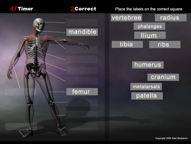 anatomy game skeleton - Real Bodywork