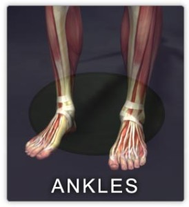 Muscles of the ankle