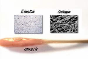 elastin and collagen