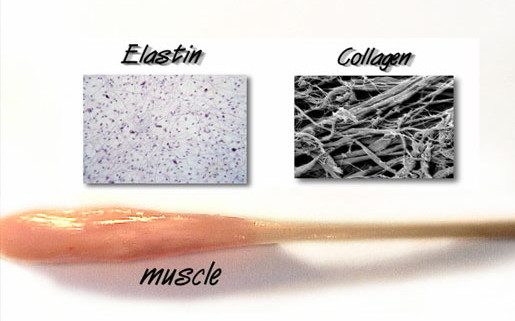 elastin and collagen