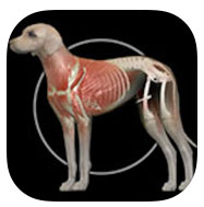 Dog Anatomy: Canine 3d