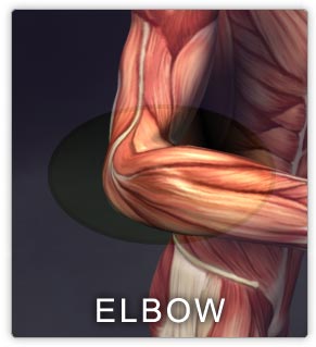 Muscles of the elbow