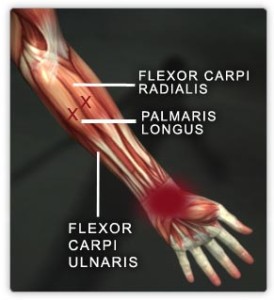 Wrist flexor muscles