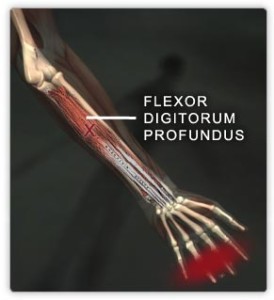 Flexor digitorum profundus