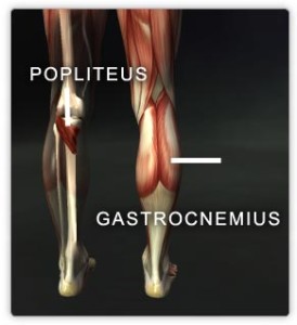 Popliteus and gastrocnemius muscles