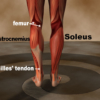 gastrocnemius, soleus and achilles tendon
