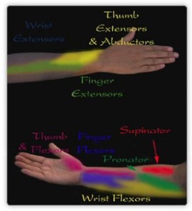 Hand muscle locations