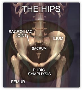 Muscles of the Hips
