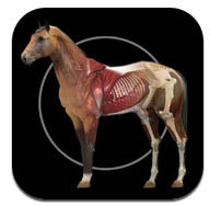Horse Anatomy: Equine 3d