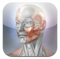 Muscle and Bone anatomy 3d