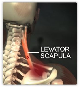 Levator scapula muscle