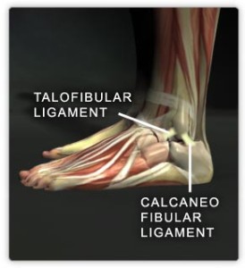 Ankle ligaments