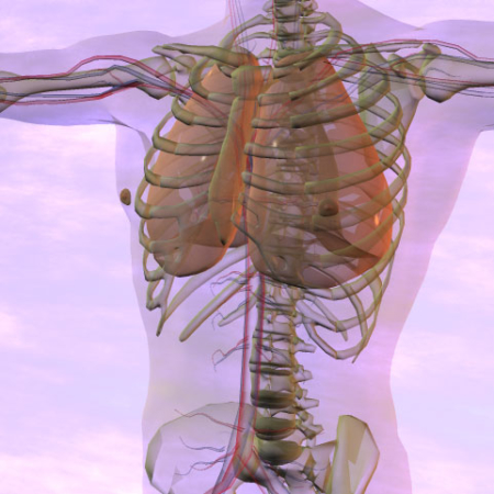 Real Bodywork Anatomy and Pathology for bodyworkers - Real Bodywork