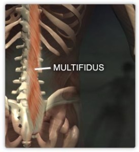 Multifidus muscle