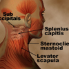Anatomy video screenshot neck muscles