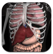 Anatomy 3d organs