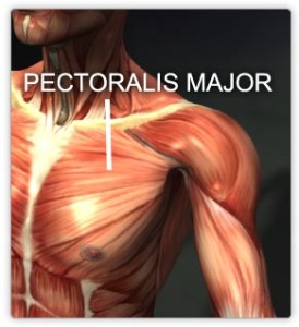 Pectoralis Major Muscle