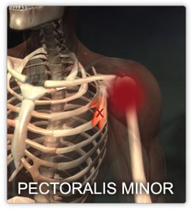 Pectoralis Minor Muscle