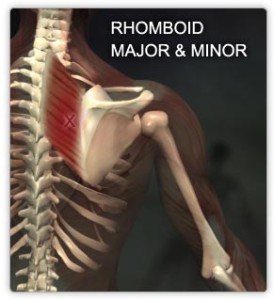 Rhomboid Major and Minor Muscle