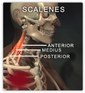 Scalene muscles