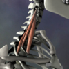A side view of the scalene muscles. The action of the scalenes is side bending and rib lifting.