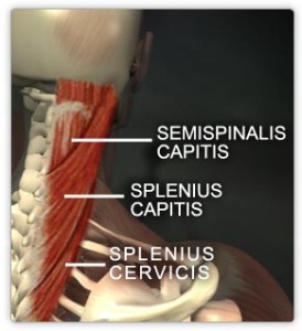 Splenius capitis and cervicis muscles
