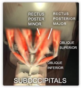 Sub-occipitals muscles
