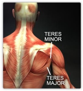 Teres Minor and Major Muscles
