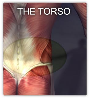 torso muscles