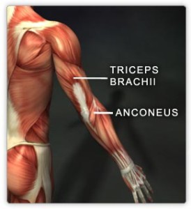 Triceps muscle
