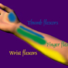 wrist muscles, thumb muscles and finger muscles