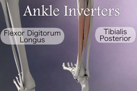 Ankle inverter muscles