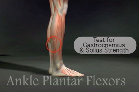 Orthopedic assessment for the ankle