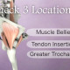3 muscle locations to assess