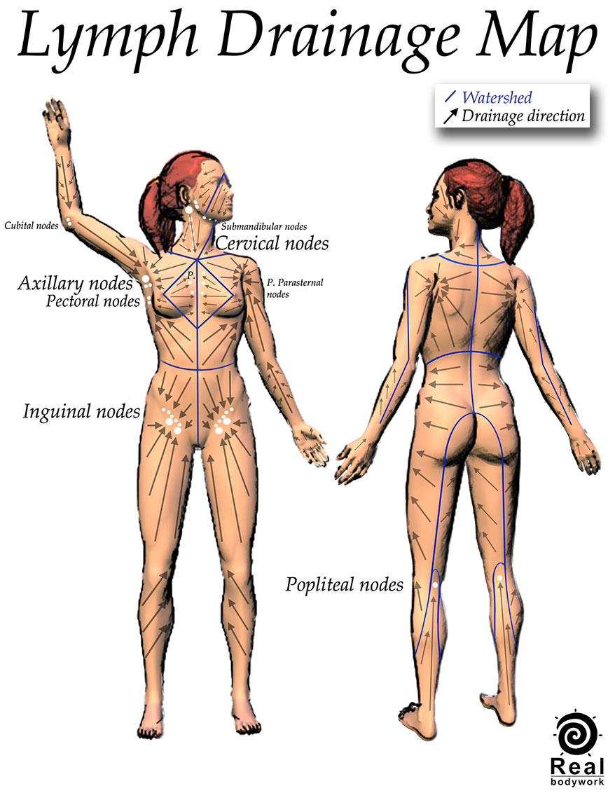 The drainage patterns for the lymphatic system