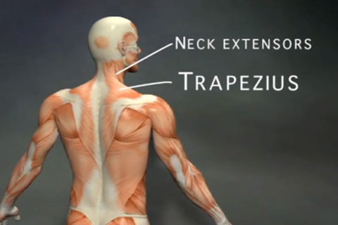 the neck extensor muscles and trapezius