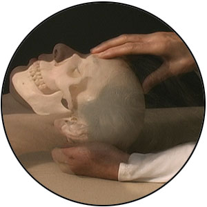 image of cranium with hand touching frontal bone