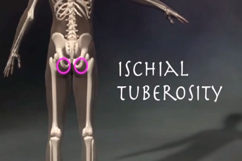 ischial tuberosity