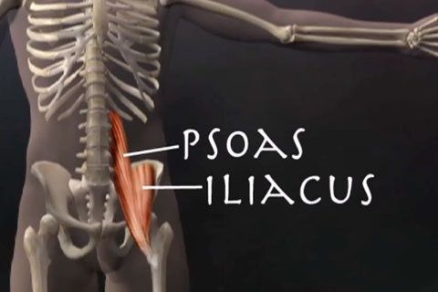 Psoas muscle release