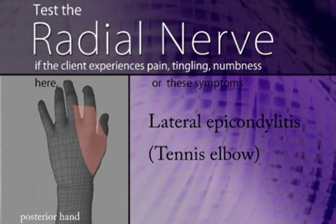 radial nerve chart.