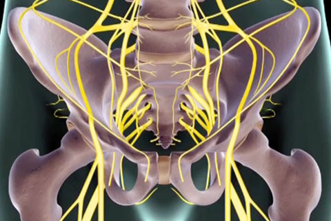 Sciatic nerve pelvic anterior