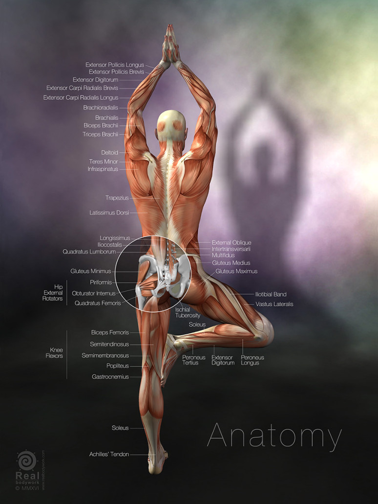 Real Bodywork Muscle Chart- Yoga anatomy poster- tree pose - Real Bodywork