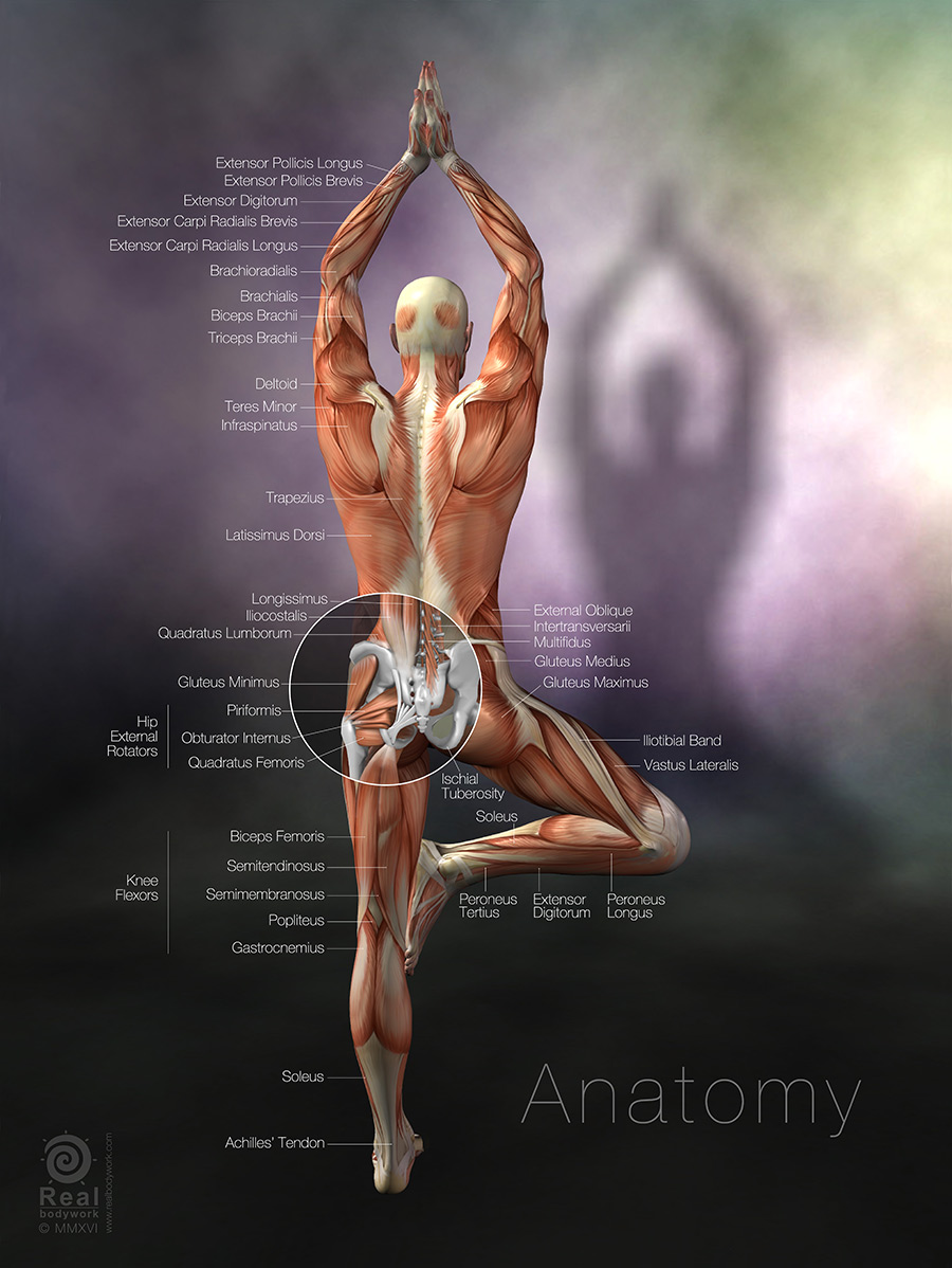Muscle Chart- Yoga anatomy poster- tree pose - Real Bodywork