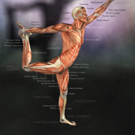 anatomy poster